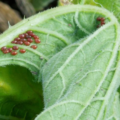 Battling Squash Bugs